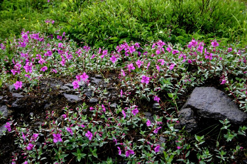 070404 Hope Hatcher Montana Creek (10153)